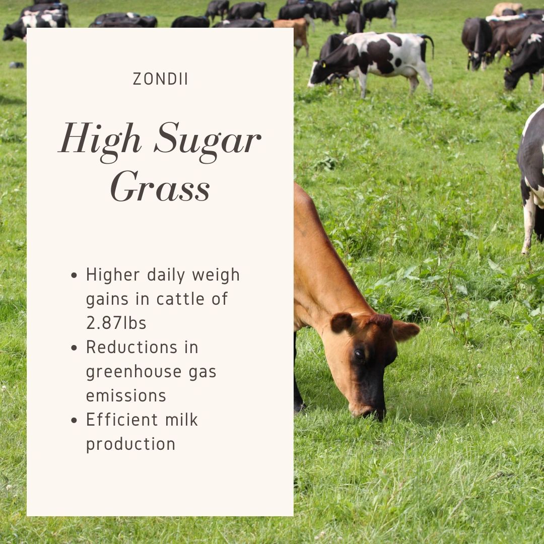 High sugar grass and grazing gains